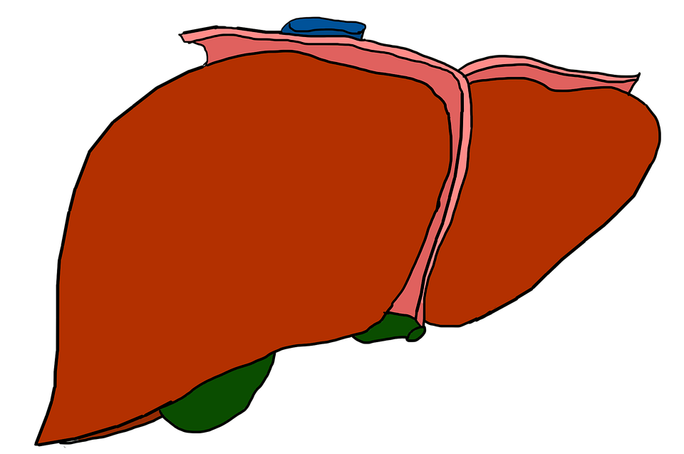 fegato