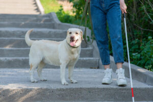 cani assistenza disabili